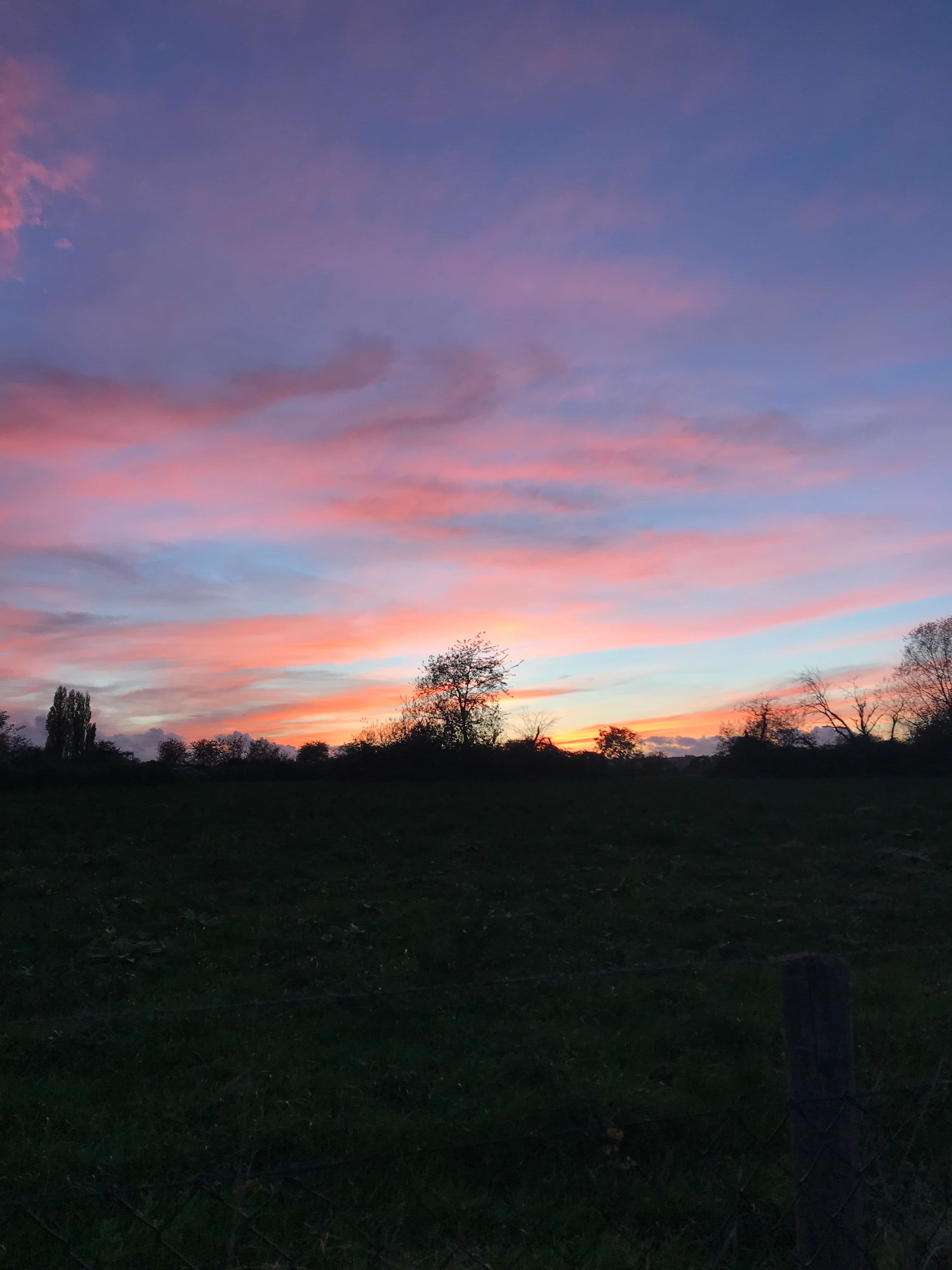 A pink-hued sky creates a striking contrast between the forest and the silhouette of a tree