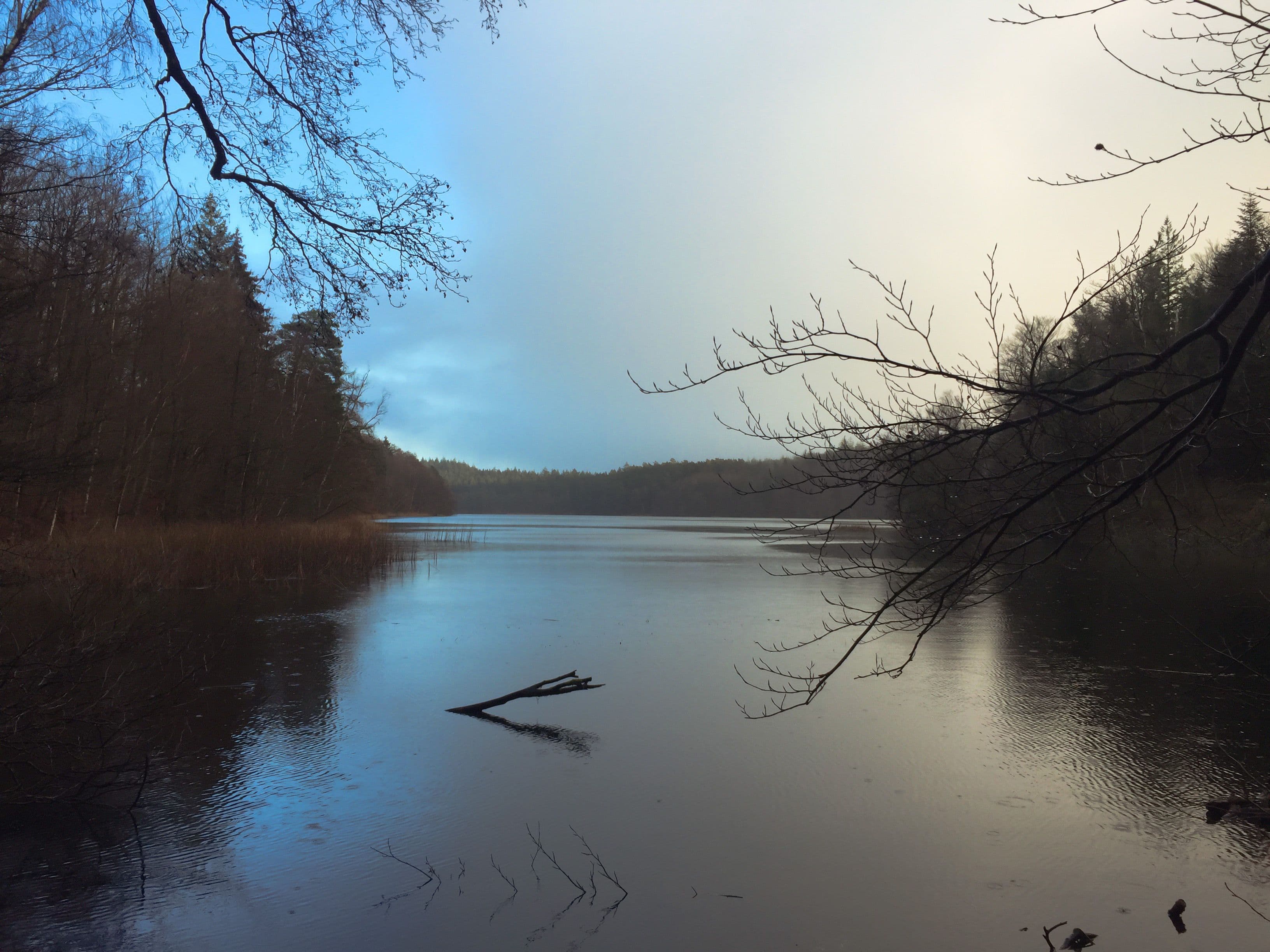 a row of trees adorns both sides of the lake